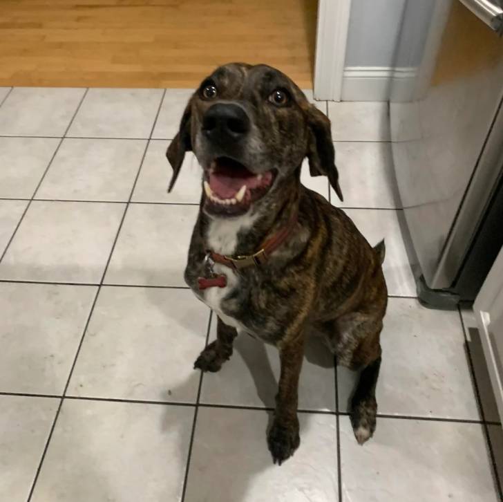 Un Mountain Cur assis sur un sol carrelé et portant un collier autour du cou