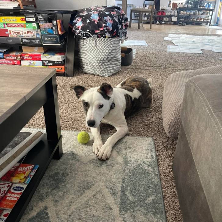 Un Mountain Cur allongé sur une moquette et portant un collier autour du cou