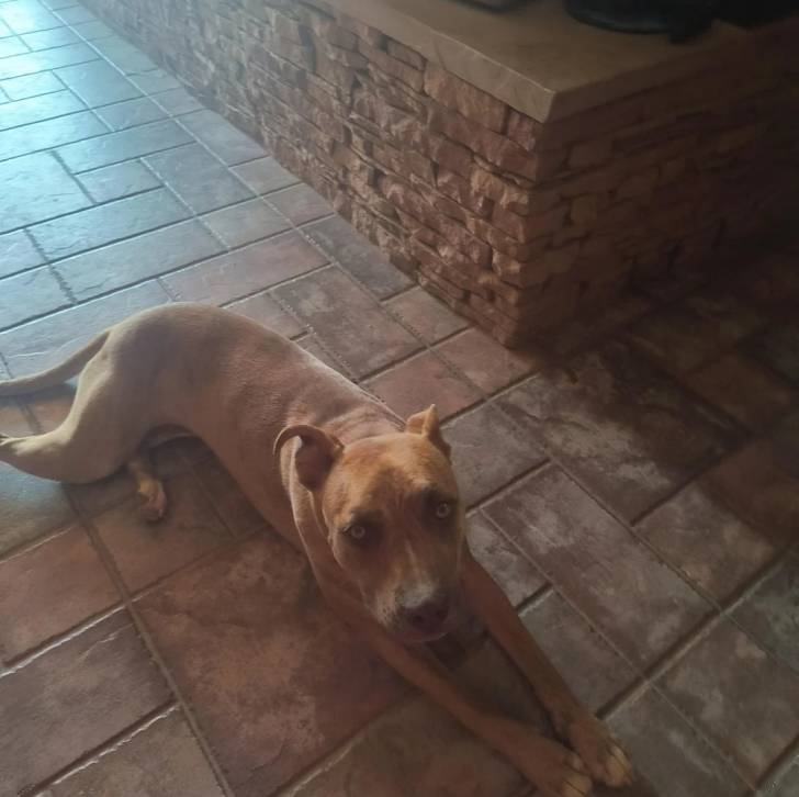 Un Mountain Cur allongé sur un sol pavé et regardant vers la caméra 