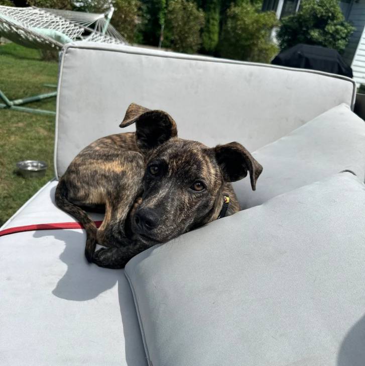 Un Mountain Cur allongé sur un canapé et qui est tenu en laisse 