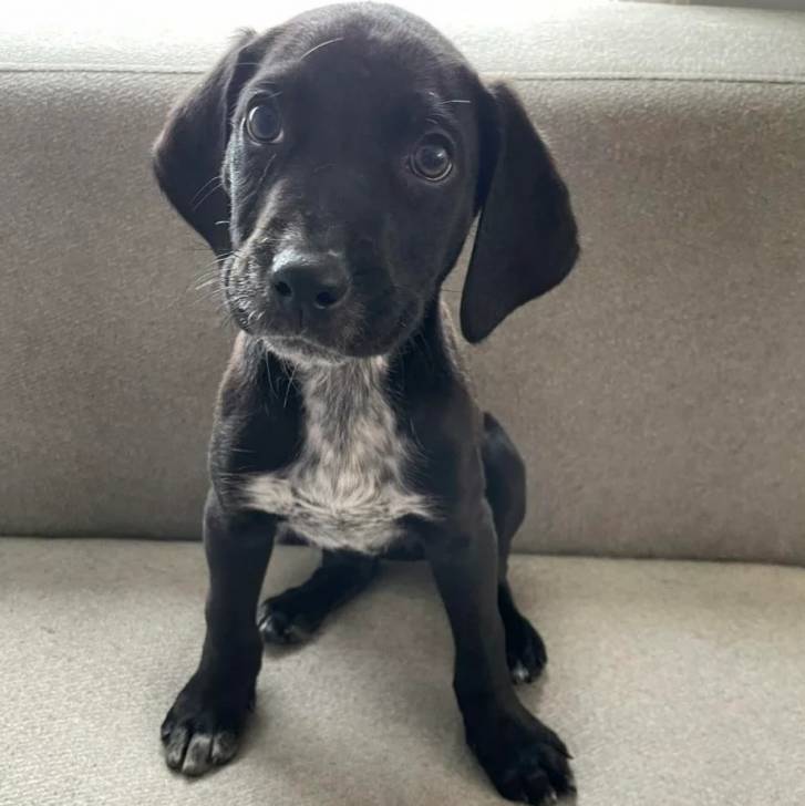 Un chiot Mountain Cur assis sur un canapé et semblant détendu 