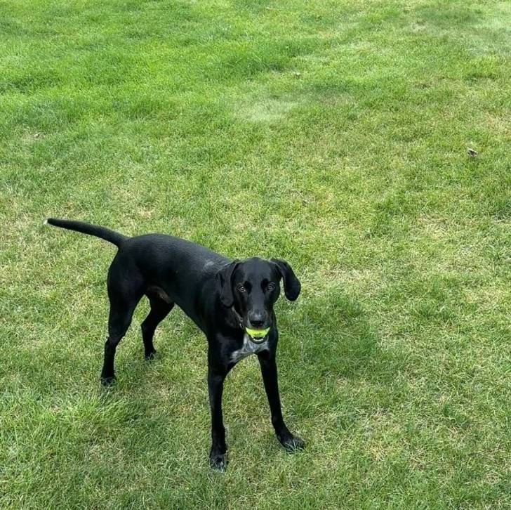 Un Mountain Cur regardant vers la caméra et ayant un balle dans sa gueule 