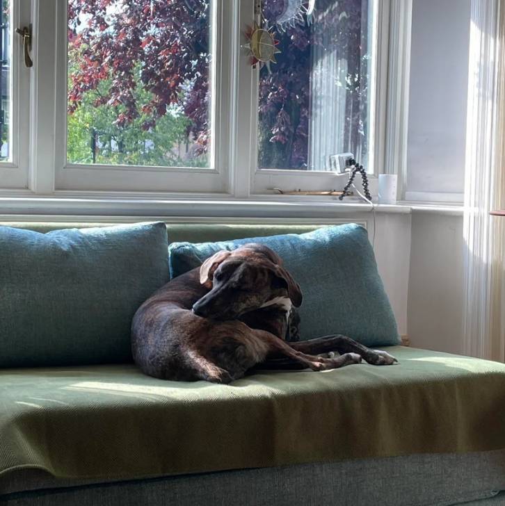 Un Mountain Cur allongé sur un canapé et semblant détendu 