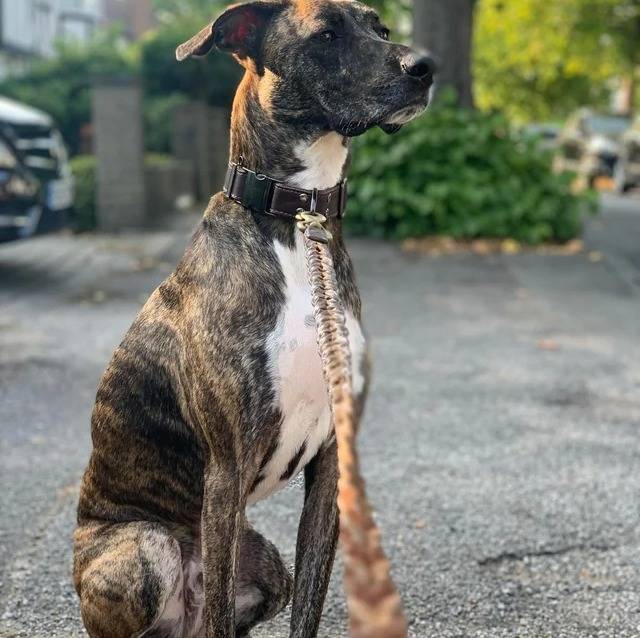 Un Mountain Cur assis sur une surface goudronnée et qui est tenu en laisse 