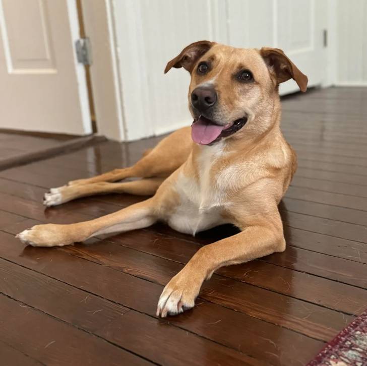 Un Mountain Cur allongé sur un plancher et tirant la langue 