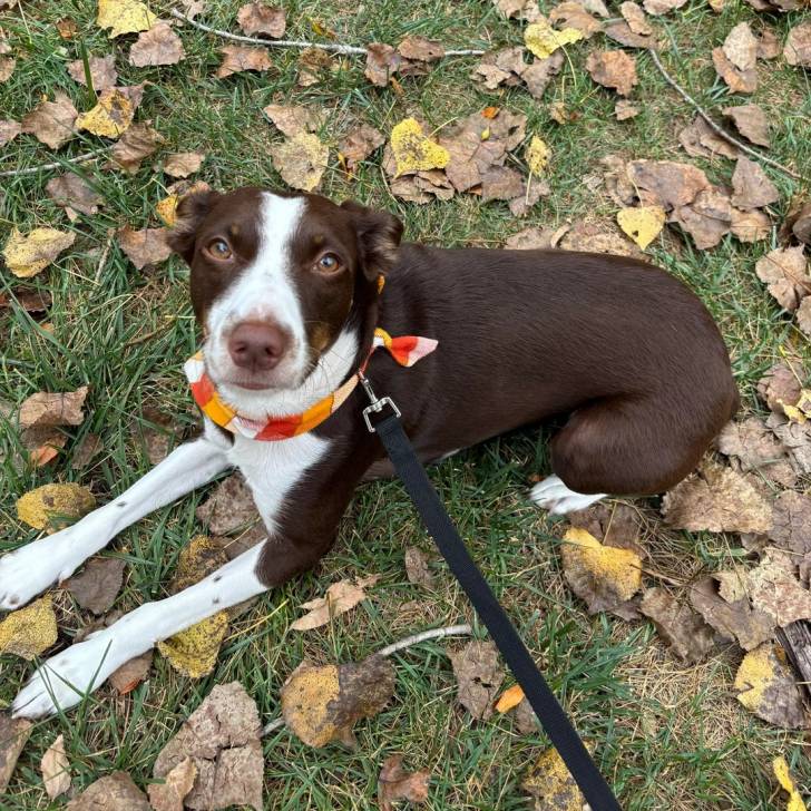 Un Mountain Cur allongé sur un terrain herbeux et qui est tenu en laisse 