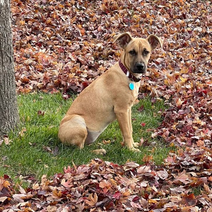 Un Mountain Cur regardant vers la caméra et portant un collier autour du cou