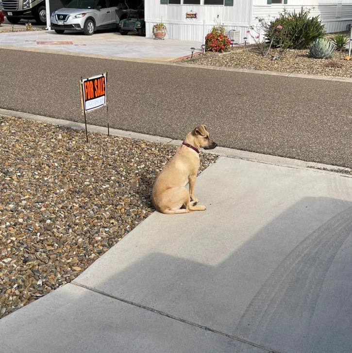 Un Mountain Cur sur une surface bétonnée et portant un collier autour du cou