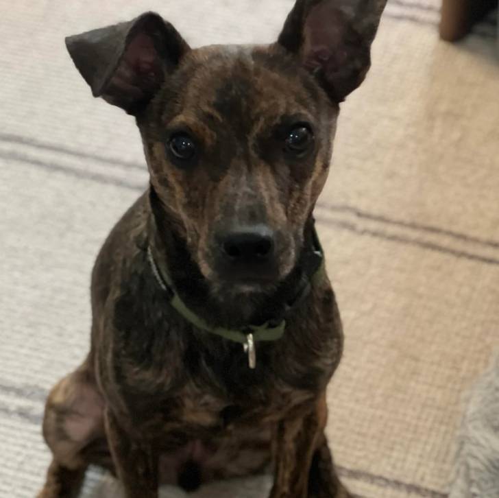 Un Mountain Cur regardant vers la caméra et portant un collier autour du cou