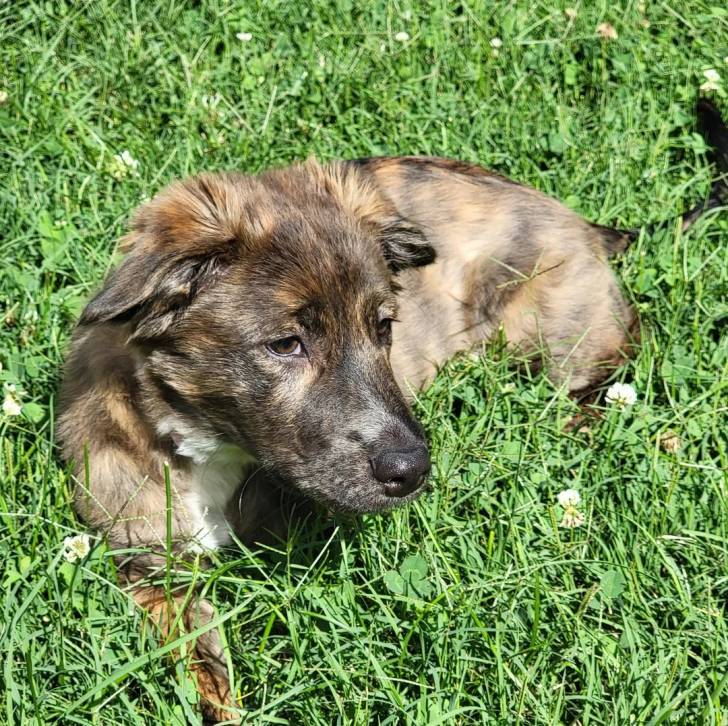 Un Mountain Cur allongé sur un terrain herbeux et semblant détendu 