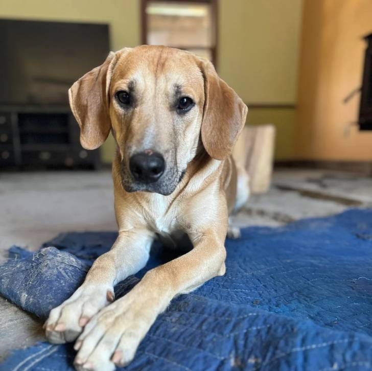 Un Mountain Cur allongé et regardant vers la caméra 