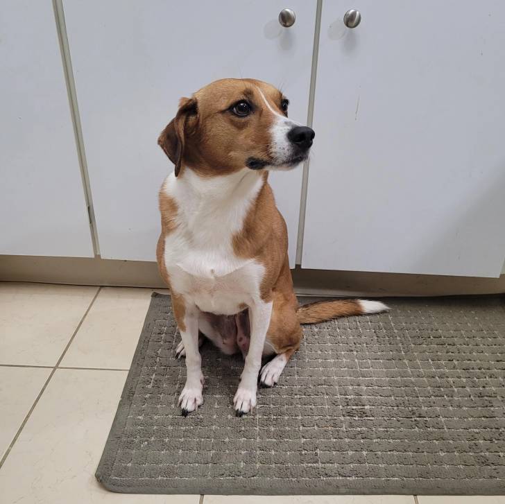 Un Mountain Cur assis sur un tapis et semblant détendu 