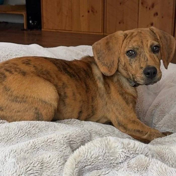 Un Mountain Cur allongé et regardant vers la caméra