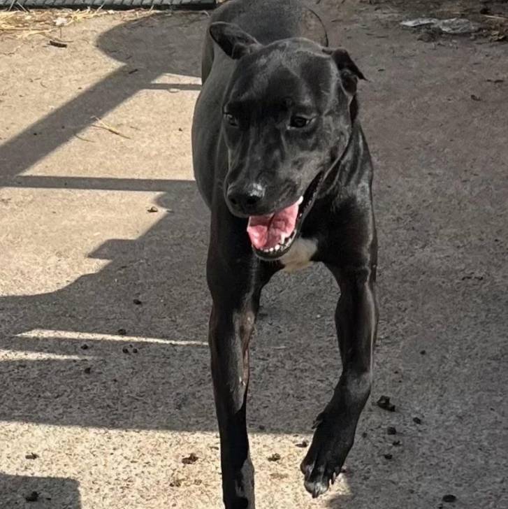 Un Mountain Cur courant sur une surface bétonnée 