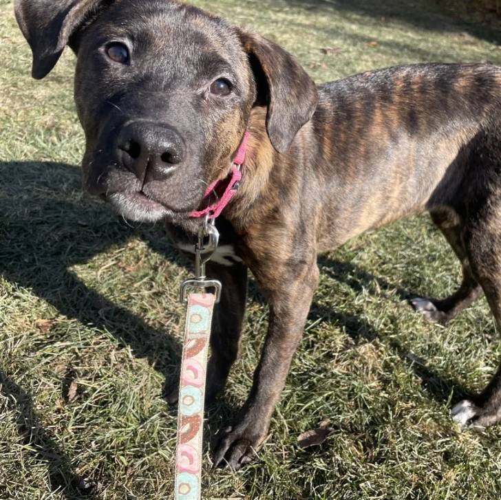 Un Mountain Cur sur un terrain herbeux et qui est tenu en laisse 