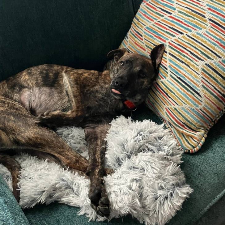 Un Mountain Cur allongé sur un canapé et portant un collier autour du cou