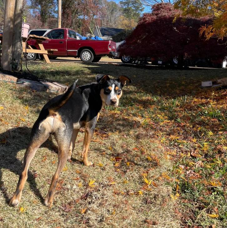 Un Mountain Cur sur terrain herbeux et regardant vers la caméra