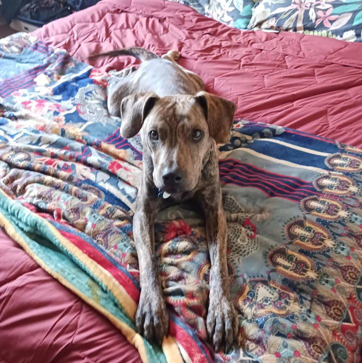 Un Mountain Cur allongé sur un lit et semblant détendu 