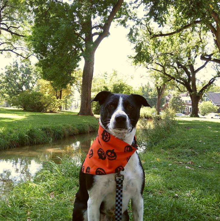 Un Mountain Cur portant un foulard et qui est tenu en laisse 