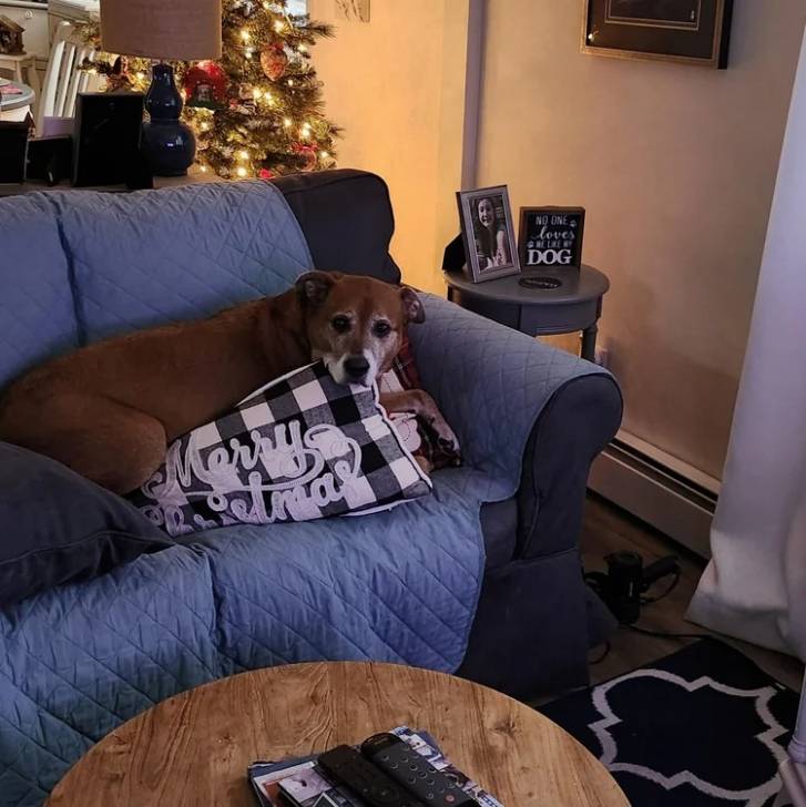 Un Mountain Cur allongé sur un canapé et regardant vers la caméra