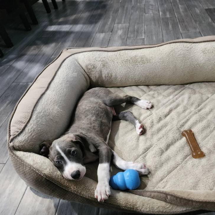 Un chiot Montain Cur allongé dans un panier et regardant vers la caméra 