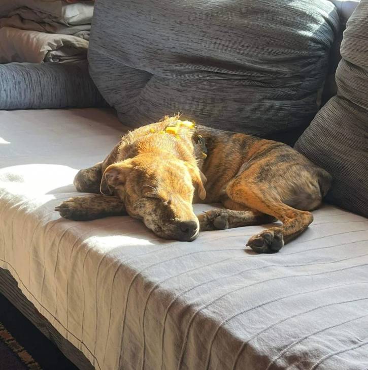 Un chiot Montain Cur allongé sur un canapé et semblant dormir 