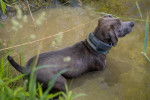 Un Mountain Cur dans l'eau et portant un collier autour du cou