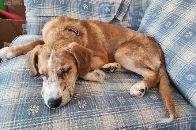 Un Mountain Cur allongé sur un canapé et semblant détendu 