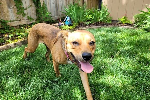 Un Mountain Cur tirant la langue et portant un collier autour du cou