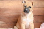 Un chiot Black Mouth Cur au pelage beige est assis sur un lit devant un mur fait de bois. 