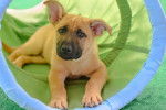 Un jeune Black Mouth Cur au pelage fauve allongé dans un tunnel d'agility.