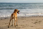 Un Black Mouth Cur adulte est sur une plage au bord de l'eau et regarde l'horizon.
