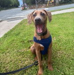 Un Black Mouth Cur assis sur une surface gazonnée et qui est tenu en laisse 