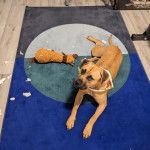 Un Black Mouth Cur allongé sur un tapis et portant un foulard autour du cou