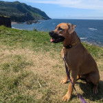 Un Black Mouth Cur assis sur un terrain herbeux et qui est tenu en laisse 