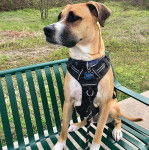 Un Black Mouth Cur assis sur un banc et qui est tenu en laisse 