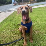 Un Black Mouth Cur assis sur une surface gazonnée et qui est tenu en laisse 