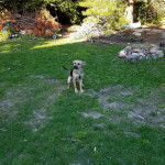 Un Black Mouth Cur assis sur un terrain herbeux et portant un collier autour du cou