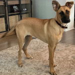 Un Black Mouth Cur sur un tapis et portant un collier autour du cou