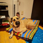 Un Black Mouth Cur allongé sur un oreiller et portant un collier autour du cou