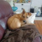 Un Black Mouth Cur allongé sur un canapé et portant un collier autour du cou