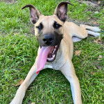 Un Black Mouth Cur allongé sur une surface gazonnée et ayant la langue pendante 