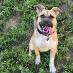 Un Black Mouth Cur assis sur un terrain herbeux et portant un collier autour du cou