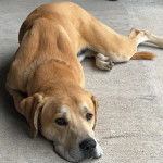 Un Black Mouth Cur allongé sur une surface bétonnée et regardant vers la caméra 