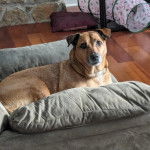 Un Black Mouth Cur allongé sur un fauteuil et semblant détendu