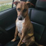 Un Black Mouth Cur assis dans une voiture et semblant détendu 