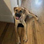 Un Black Mouth Cur allongé sur un plancher et portant un collier autour du cou