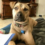 Un Black Mouth Cur allongé et portant un collier autour du cou