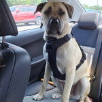 Un Black Mouth Cur assis sur la banquette arrière d'une voiture et portant un harnais 