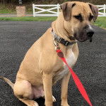 Un Black Mouth Cur assis sur une surface bétonnée et qui est tenu en laisse 